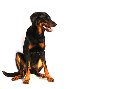 adult black and tan doberman pinscher thumbnail