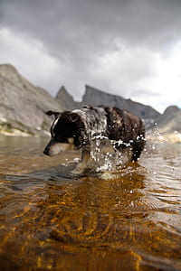 adult tricolor Australian shepherd walking in body of water thumbnail