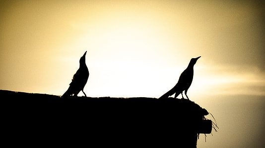 Birds, Landscapes thumbnail