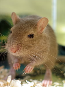 selective focus photograph of brown mouse thumbnail