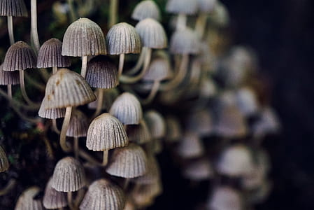 mushrooms in shallow focus lens thumbnail