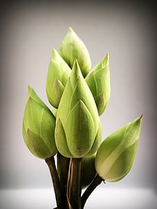 selective focus photography of green plant thumbnail