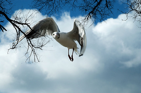 flying white king fisher thumbnail