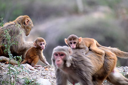 Group Of Monkeys thumbnail