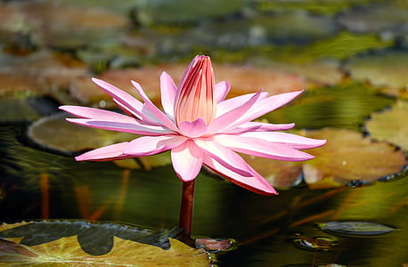 water, petals, plant, pond thumbnail