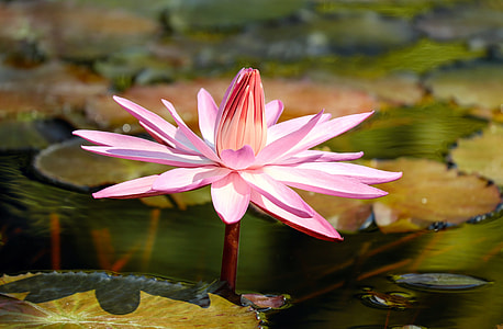 pink, flower, water lily, aquatic plant, pond plant, blossom thumbnail