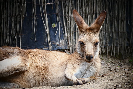 donkey lying on soil thumbnail