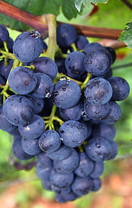cluster of grapes thumbnail