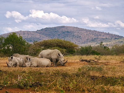 four gray rhinoceros on ground thumbnail