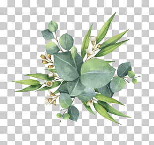 Gum trees Euclidean Leaf Flower, Watercolor green leaves, green leaf plants PNG clipart