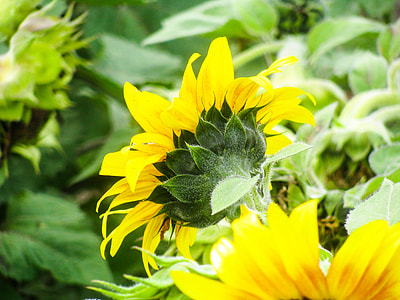 close-up photo of yellow petaled flower thumbnail