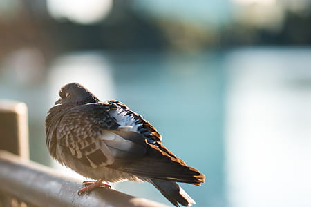 gray pigeon during daytime thumbnail