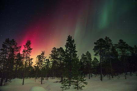 landscape photography of trees under red and green sky thumbnail