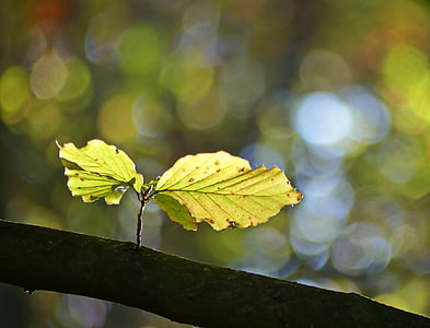 green leaf in selective focus photography thumbnail