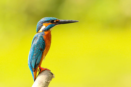 selective focus photography of blue and orange woodpecker perched on tree branch thumbnail