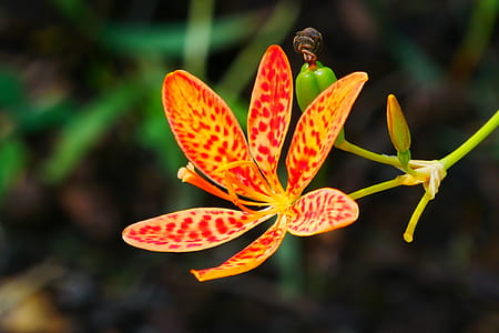 Leopard Flowers Against Dark Leafy Background. Flowers and buds of an ornamental plant Iris domestica, commonly known as leopard lily, blackberry lily, and leopard flower. The bloom of each individual flower only last a single day. thumbnail