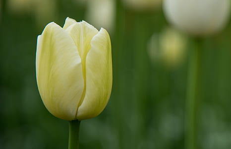 selective focus photography of yellow tulip flower during daytime thumbnail