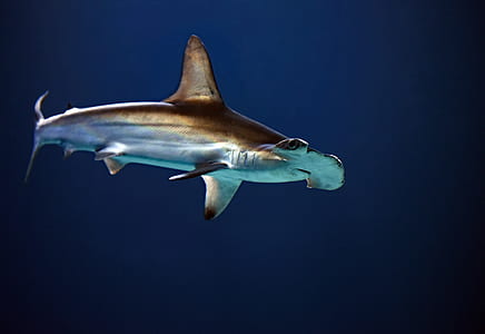 underwater photography of shark thumbnail