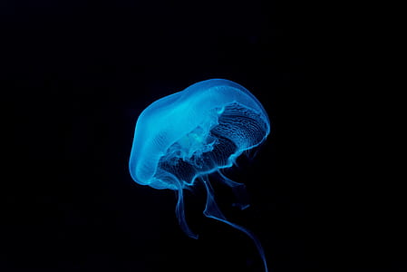 underwater photography of blue jellyfish thumbnail