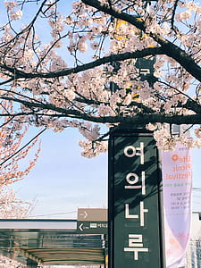 cherry blossom under blue sky thumbnail