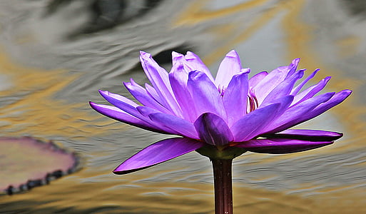 purple water lily flower in closeup photography thumbnail