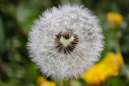 selective focus photography of white withered dandelion thumbnail