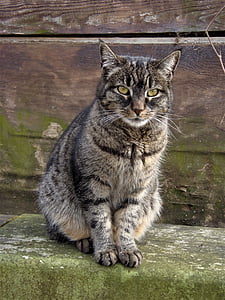 gray tabby cat sitting on green surface thumbnail