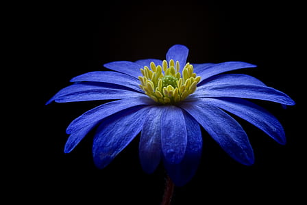 blue osteospermum flower selective focus photography thumbnail