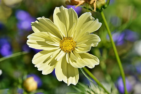 selective-focus photo of yellow daisy thumbnail