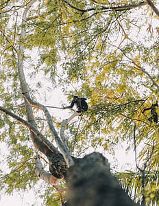 monkey om tree branch thumbnail