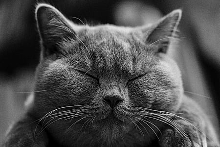 selective focus photo of short-fur grey cat thumbnail