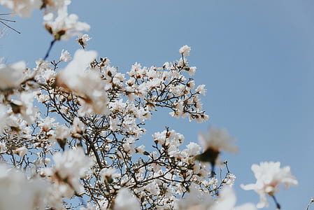 selective focus photo of white flowering trees thumbnail