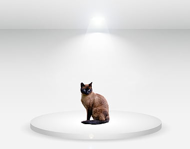 persian cat thumbnail