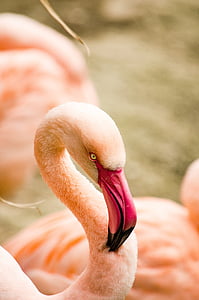 selective focus photo of pink flamingo thumbnail