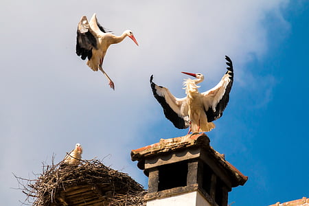 two storks on the roof under blue sky thumbnail