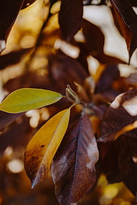 Yellow leaves of magnolia in autumn thumbnail
