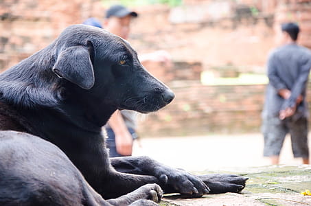 Black dog near people thumbnail