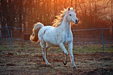 white horse on brown soil thumbnail