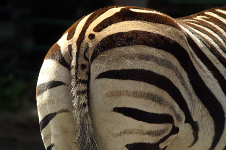 close up photo of zebra tail thumbnail