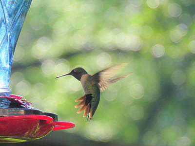 selective focus photography of hummingbird thumbnail