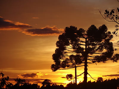 silhouette of trees thumbnail