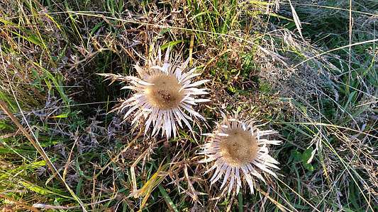 Rhön, Rhön Mountains Thistle thumbnail