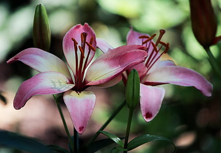 selective focus photography of two fully bloomed purple petaled flowers thumbnail