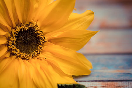 yellow sunflower in close-up photography thumbnail