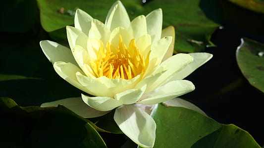 Water lilly bloom in a small pond lily pad. thumbnail