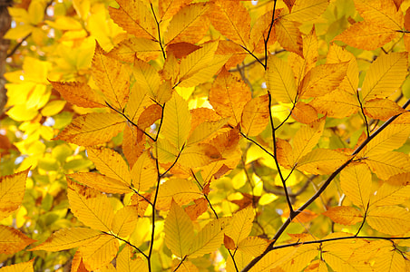 closeup photo of yellow plant leaves thumbnail