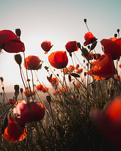 red petaled flower field under gray sky during daytime thumbnail