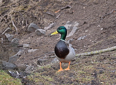 mallard duck on green grass thumbnail