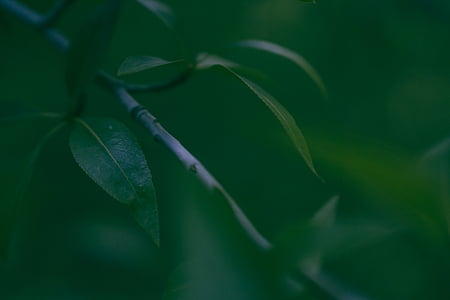 shallow focus photography of green leaves thumbnail