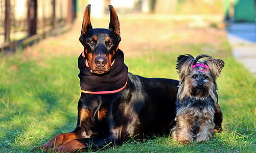 Doberman pinscher beside the Yorkshire terrier thumbnail